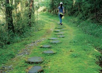 台灣山毛櫸步道整修　5/18-31局部開放