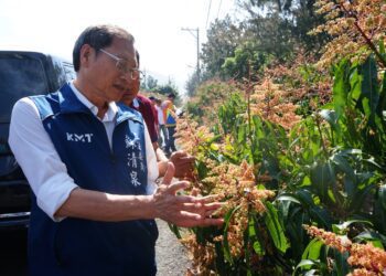 枋山芒果遇蟲災嚴重落果 蘇清泉籲農政單位正視救助