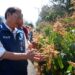 枋山芒果遇蟲災嚴重落果 蘇清泉籲農政單位正視救助