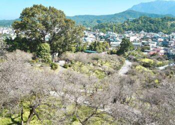 嘉義梅山公園現「平地雪」美景  1月底前把握賞花時機