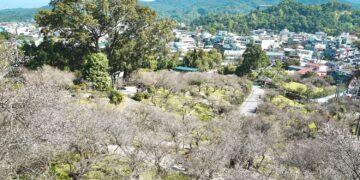 嘉義梅山公園現「平地雪」美景 1月底前把握賞花時機