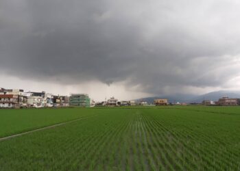 影音/「驚蟄」春雷動? 壯圍圳溝雷雨後螃蟹出籠