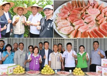 正宗吃軟不吃硬　員山紅心芭樂飄香上市