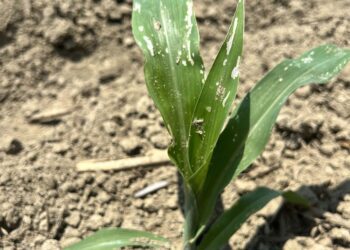 秋行軍蟲危害密度上升　提醒農民朋友警戒