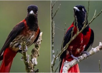 影音∕天生麗質是禍不是福!?　珍稀朱鸝安全令人憂