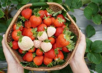 2024內湖草莓季開跑 3/2 – 4/28 線上好康滿滿！