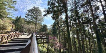 安排阿里山微奢年終假期　犒賞一整年辛勞的自己