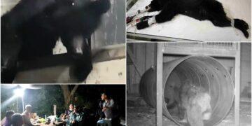 影音/小熊夜闖立山工寮 部落族人立即通報誘捕