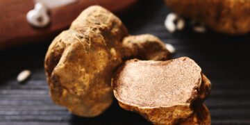 全台最頂規義大利阿爾巴白松露 北投三二行館開賣啦!