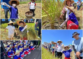 紮根食農教育　羅東鎮長與幼兒園親師生下田割稻趣