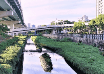 新北生態秘境 湳仔溝與新海人工濕地的夏日驚喜