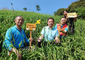 虎山巖金針花首開3朵3姐妹　母親節將迎接30萬株金黃色美麗花海