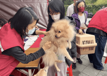 新莊流浪犬身上有晶片查出飼主在花蓮 未領回被罰11萬元