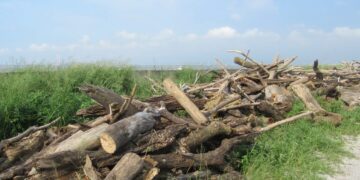 楊柳颱風陸警發布 原漂流木自由撿拾公告即行失效