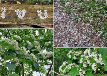 茶藝體驗+小農市集+客家美食　2024宜蘭桐花祭邀大家暢遊客庄風情