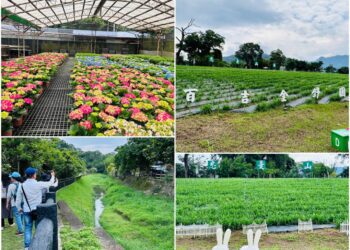 2024花現台七-繡球金針農遊趣 5月11日母親節前送金針花大聲說愛