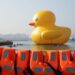 60萬人朝聖 黃色小鴨狂潮再度引爆!