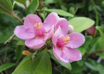 植樹節種綠意！　林保署3月12日邀您捐發票換花苗