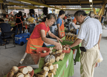 新北健康三寶 6月底前每周末展售產區直送綠竹筍