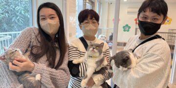 嘉義縣喵星人命定配對活動30日截止　限18歲以上縣民認養