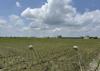 雲林縣攜手青農與企業推動低碳稻作計畫　打造永續農業新典範