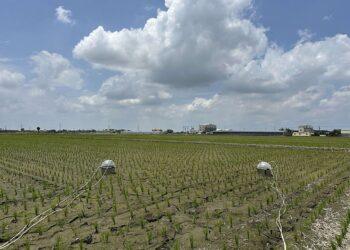 雲林縣攜手青農與企業推動低碳稻作計畫　打造永續農業新典範