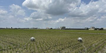 雲林縣攜手青農與企業推動低碳稻作計畫　打造永續農業新典範