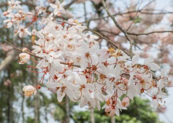 嘉義竹崎「阿拉伯粉紅村」開園 千株花旗木含苞待放
