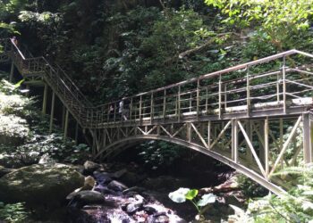 林美石磐步道發現虎頭蜂窩 即日起暫停開放