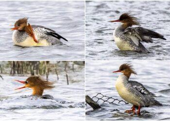 影音/瀕危稀客唐秋沙現蹤宜蘭 鳥友爭賞追拍過足鳥癮