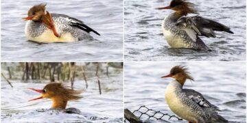 影音/瀕危稀客唐秋沙現蹤宜蘭 鳥友爭賞追拍過足鳥癮