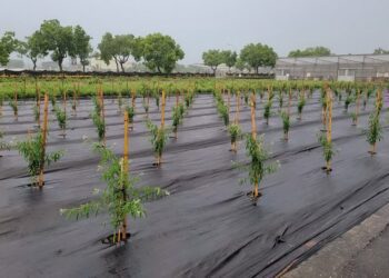 山陀兒逼進東台灣　花蓮區農改場籲宜花農友做好防颱措施