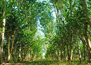 「從泥巴到嘴巴」的智慧農業　接軌永續的3點1刻