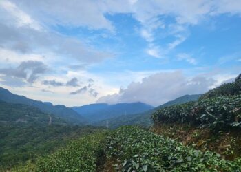 保育有成穿山甲巡茶園 特色生物玻璃杯搶購到缺貨