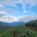 保育有成穿山甲巡茶園 特色生物玻璃杯搶購到缺貨