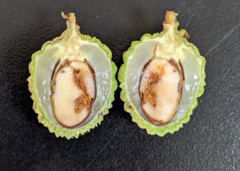 時值中部荔枝細蛾發生期　臺中農改場籲請農友及早防治