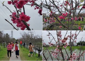 影音∕羅莊步道櫻花盛開　賞櫻正當時
