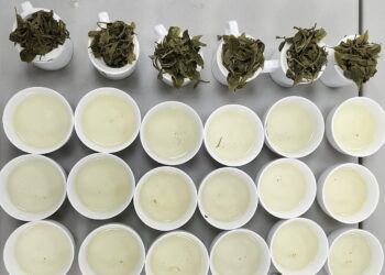 2024全台首場茶葉爭霸賽 『碧螺春綠茶』綠茶界的LV