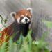 上海小貓熊抵達北市動物園 狀況良好入住檢疫套房1個月