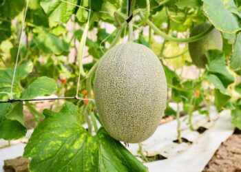 神級哈密瓜「嘉義極光」現蹤美式賣場 期間限定搶鮮登場