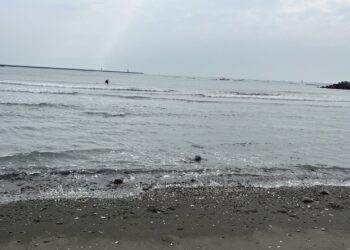 李啟維議員樂見政府要把漁光島海灘恢復自然
