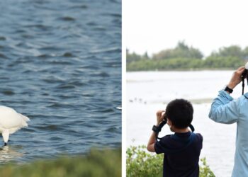 全臺唯一24小時觀鳥活動！臺灣國際觀鳥馬拉松8/28開始報名