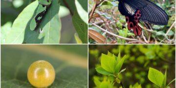 影音/透過公私協力與部落參與 為臺灣寬尾鳳蝶打造食源棲地環境