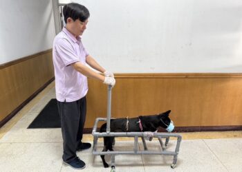 嘉義家畜所救援成功!為斷肢犬隻「酷斯拉」找到新主人