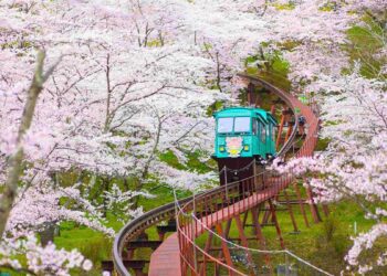 2025 國內外賞櫻精選 日本浪漫花海、韓國熱門慶典、台灣秘境之美