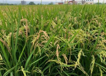 中部水稻穗稻熱病好發期 農改場呼籲稻農加強預防及管理