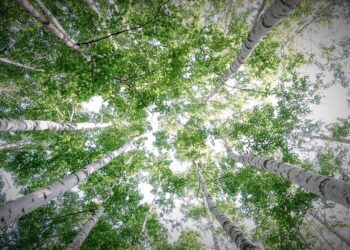 健康食品新星 俄羅斯國寶白樺茸