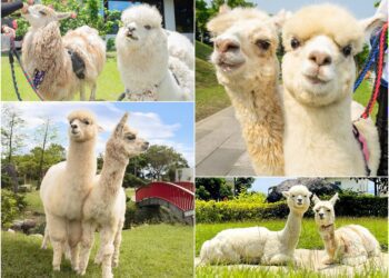 宜蘭童玩節首周主題日 草泥馬快閃趣