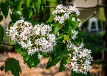 嘉市桐花祭登場　綻放浪漫「四月雪」