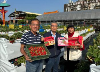 影音／社頭鄉第一座高架無毒友善草莓　芝心園草苺園採草莓不須再彎腰